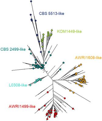 Molecular Diagnosis of Brettanomyces bruxellensis’ Sulfur Dioxide Sensitivity Through Genotype Specific Method